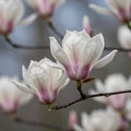 MagnoliaDate logo