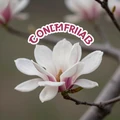 MagnoliaDate logo
