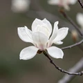 MagnoliaDate logo