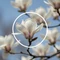 MagnoliaDate logo