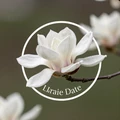 MagnoliaDate logo