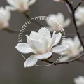 MagnoliaDate logo